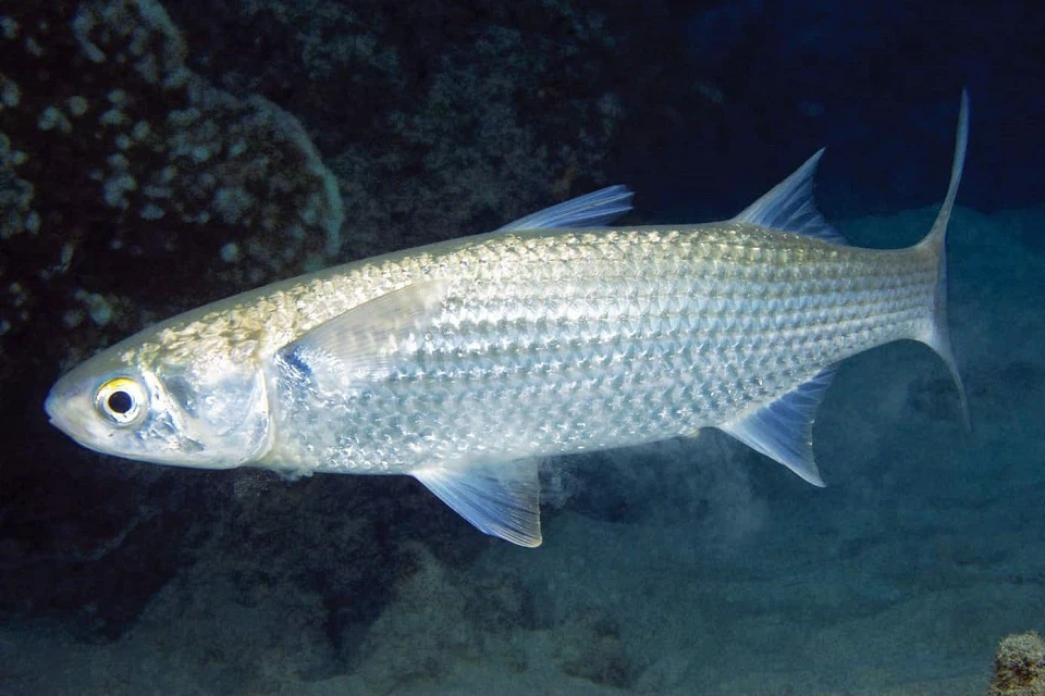 Cá đối kho nghệ