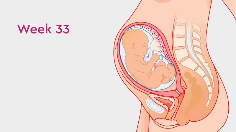 Thai 33 tuần nặng bao nhiêu cân? Những thay đổi của thai nhi 33 tuần tuổi