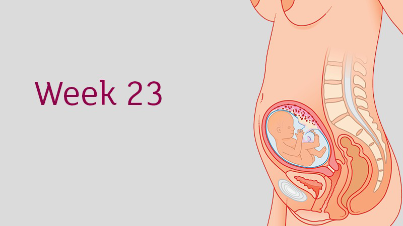 Thai 23 tuần mẹ tăng bao nhiêu kg là bình thường?